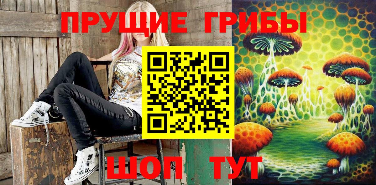 Морозовск  цена   Вход с VPN  Псилоцибиновые грибы GOLDEN TEACHER 
